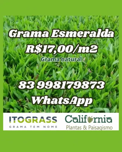 GRAMA ESMERALDA R$17,00/m2
