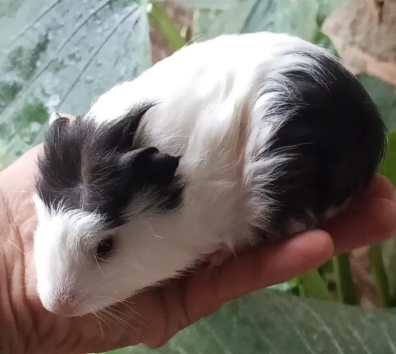 Porquinho da índia macho 