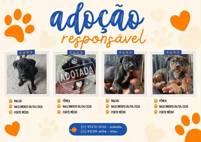 Adoção 