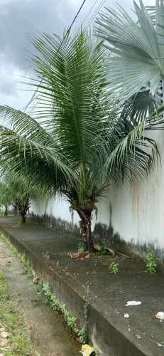 Coqueiro 