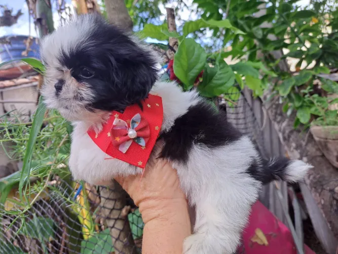 Filhotes de Shihtzu @elisandrapet