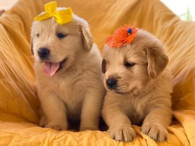 Golden retriever muito brincalhao