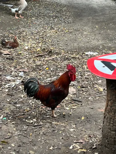Galo