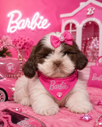 Filhote impecável de Shih tzu fêmea branca e chocolate 