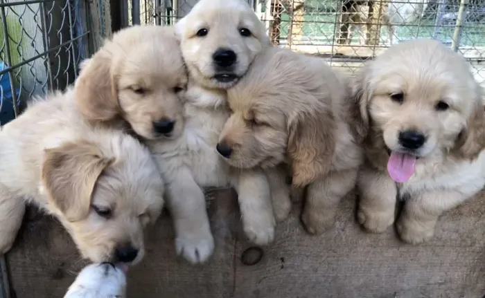 Golden filhotes já vacina dos
