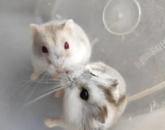 Hamster