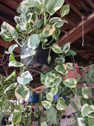 Jiboia planta