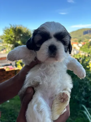Filhotes de Shitzu 02 fêmeas e um macho
