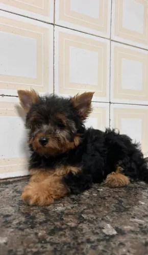 Yorkshire Filhotinho para quem gosta de novidades
