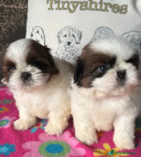 Cachorro filhote shih tzu/shitzu muito dócil e inteligente contrato sp