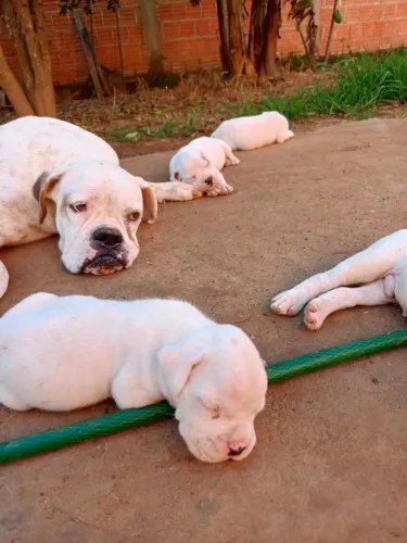 Filhote de box com Bulldog americano 