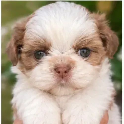 Shih Tzu Shitzu Fêmea olhos verdes