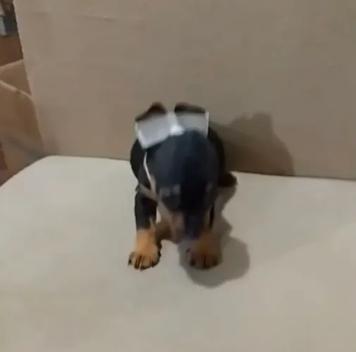 Pinscher n 1