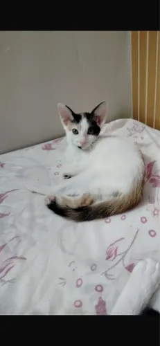 Gatinha para adoção responsável 