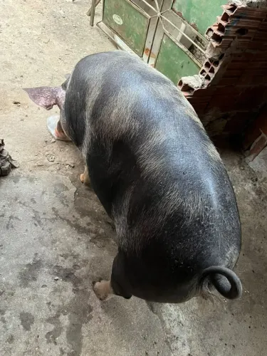 Porca