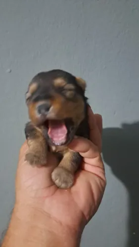 Animais