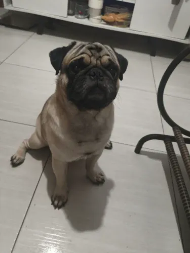 Macho PUG 100% a procura de uma fêmea