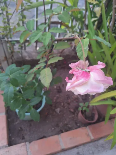 Muda de Rosa 