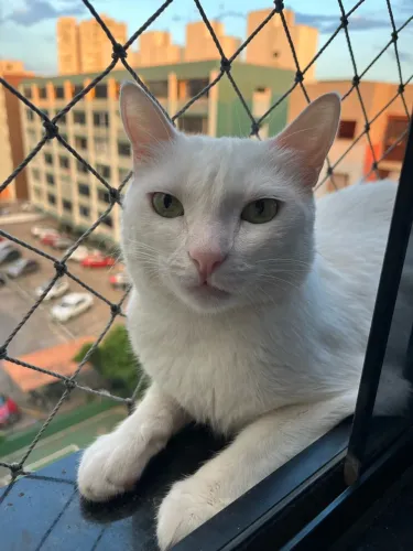 Gata castrada adoção responsável