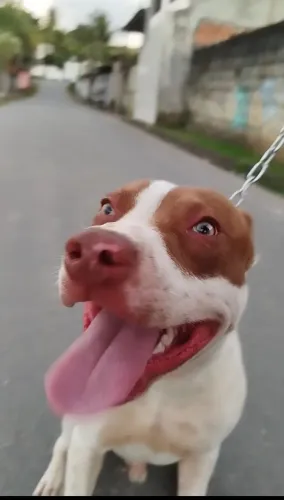 pitbull red nose macho para cruzar