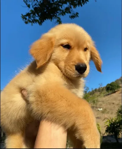 Filhote de Golden Retriever