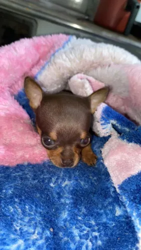 Pinscher filhote machinho pincher