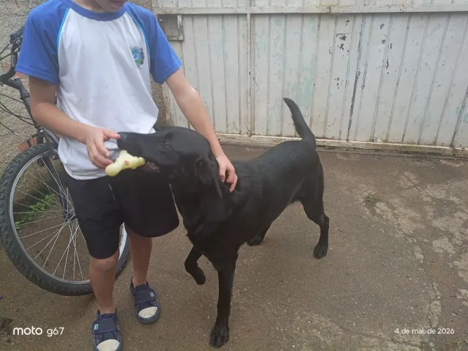 Labrador para doação 