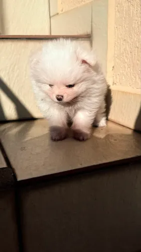Spitz alemão 