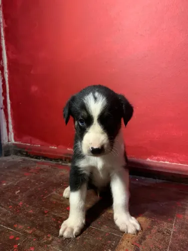 Cachorrinhos