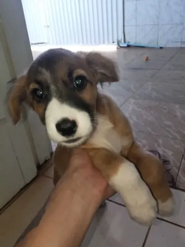 Doa se cãozinho vira lata 