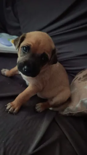 Doa-se cachorrinho filhote
