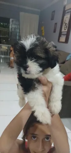 Vende-se shitizu filhote