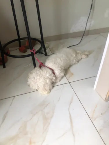 Cachorro 