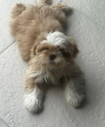 Shitzu macho com Pedigree