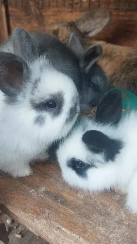 Mini Coelho Branco e Cinza muito dócil e carinhosos entrego!