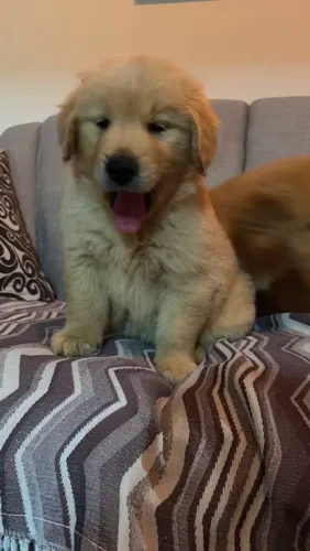 Lindos filhotes de Golden Retriever