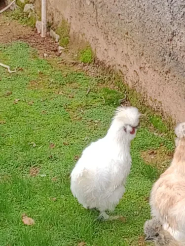 Galinhas sedosas