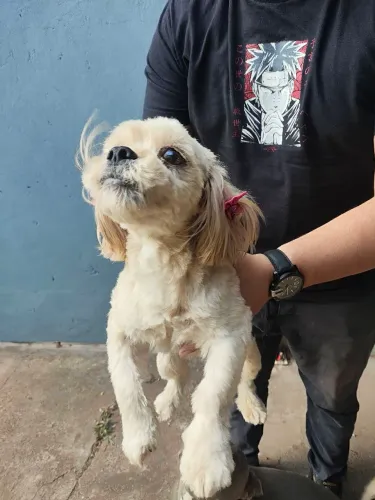 Lhasa Apso fêmea