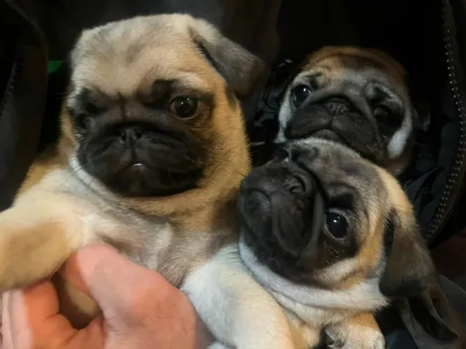 PUG APRICOT