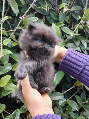 Gato persa 