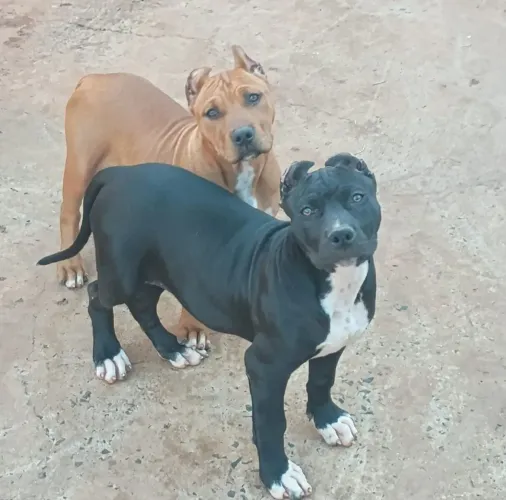 Filhotes de pitmonster, assistência vet.