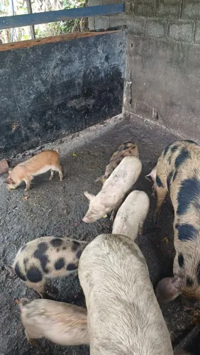 Filhote de porco