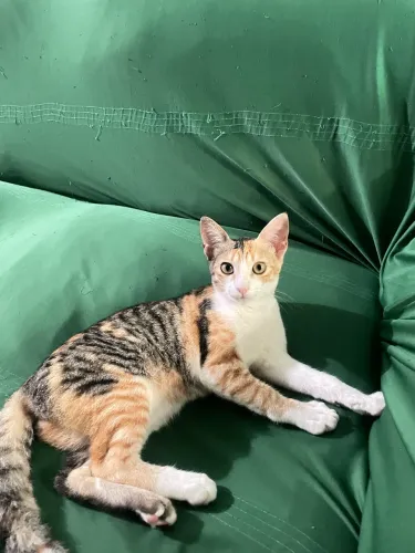 gata para adoaçao