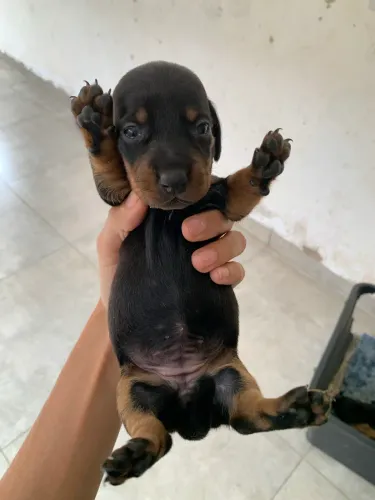 DACHSHUND SALSICHINHA MOFADINHO ARLEQUIM
