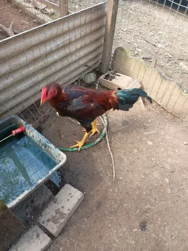 Galo índio gigante puro