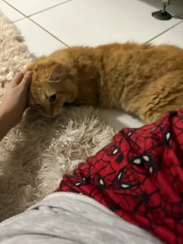 Gato para adoção responsável, castrado, com 3 anos