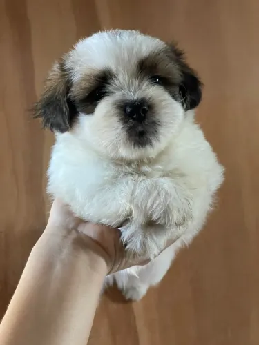 Shih Tzu