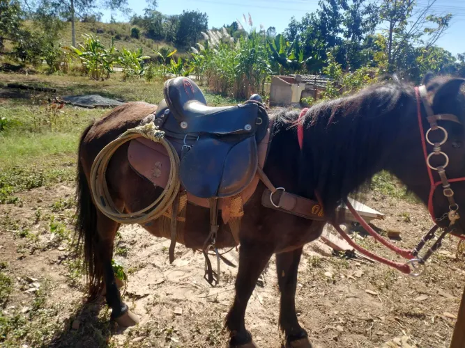 Vendo pônei fêmea penha
