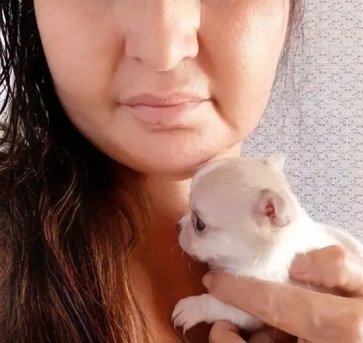 Filhotes de Chihuahua Fortaleza