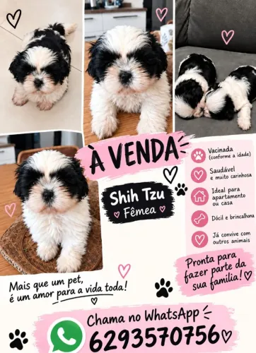 Vendo uma Shih tzu fêmea